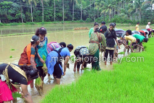 Students get a feel of farm activity; take part in Neji Naati at Konaje